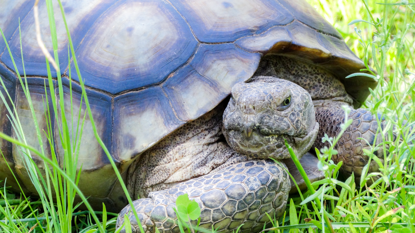 large tortoise oustide in the grass