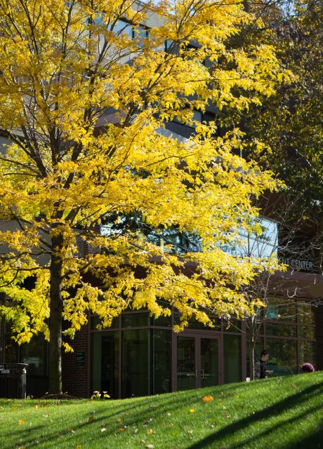 Beautiful yellow tree on Lesley's campus in the Fall