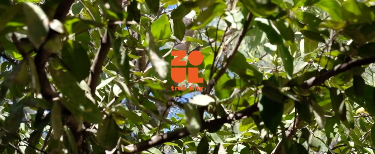 video still of green leaves on tree and orange text 