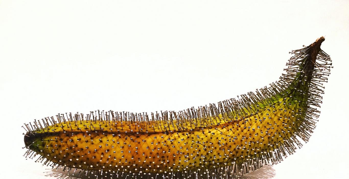 banana with pins in it in front of white background