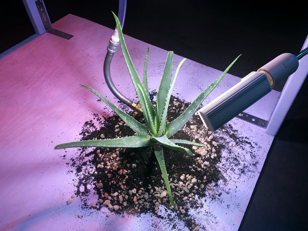 photo of plant under purple and red light on a wooden platform