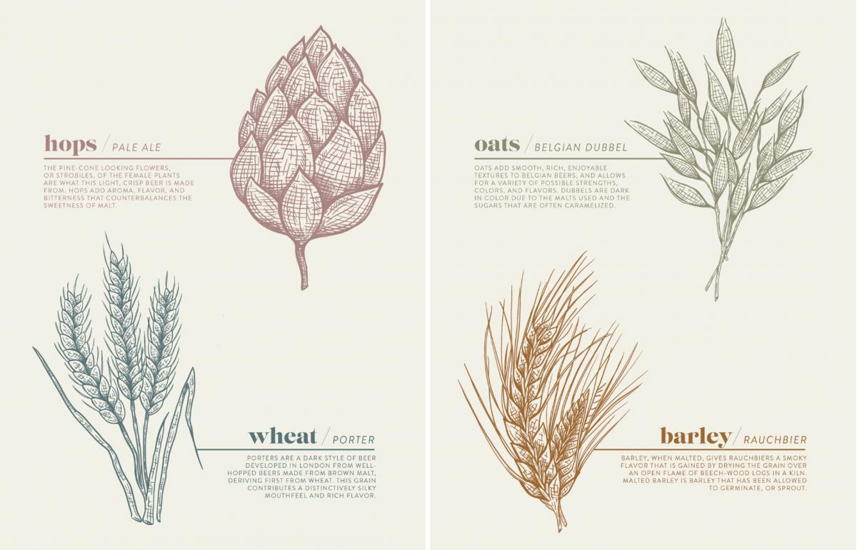 botanical illustration of different plants used to make beer